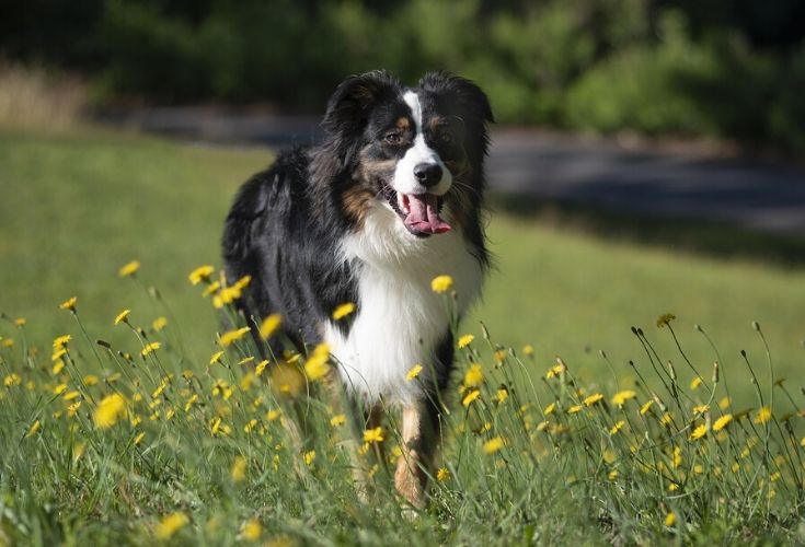 are australian shepherds good duck hunting dogs