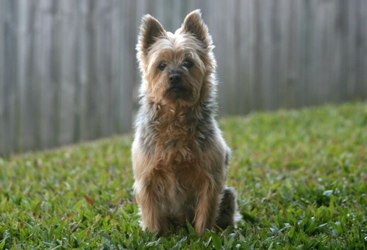 Australian Silky Terrier