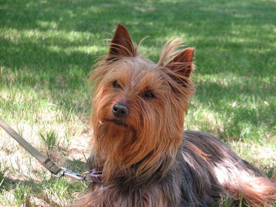 whats the difference between a yorkie and silky