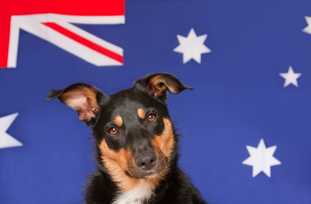 Australian kelpie with Aussie Flag