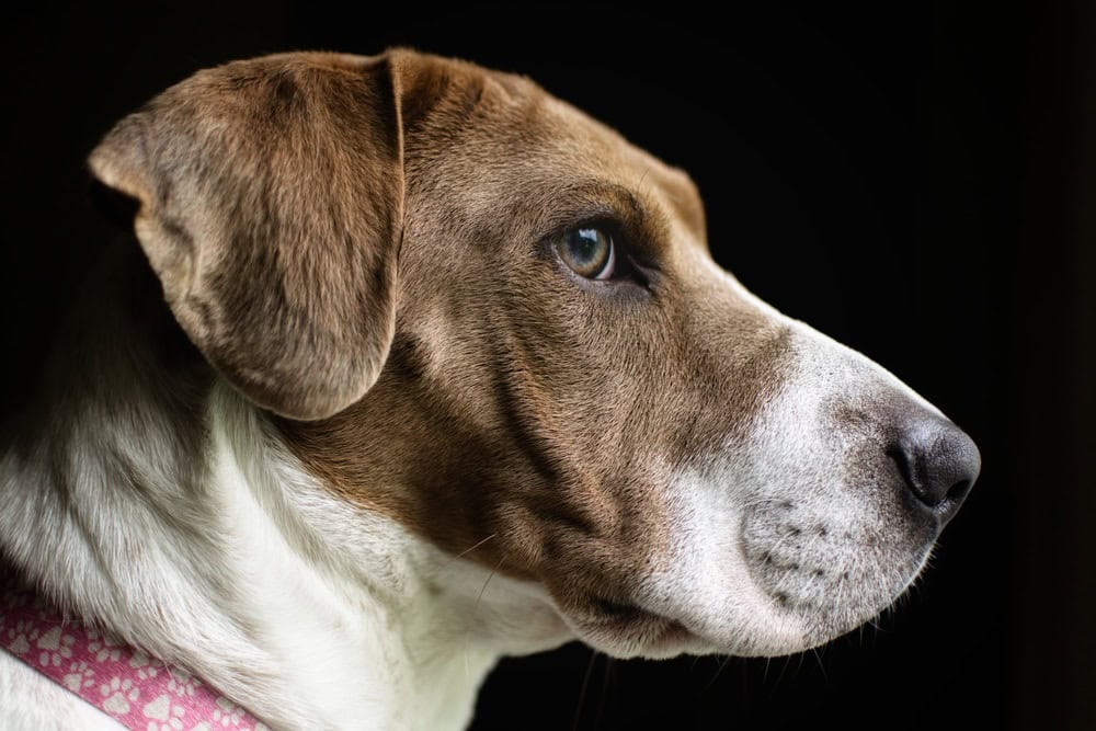 Bar-Shar mixed breed dog