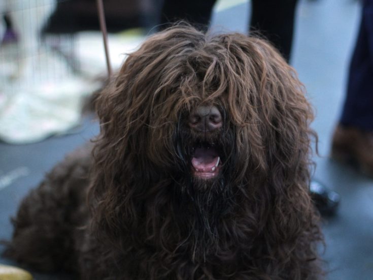 15 Dog Breeds With Curly Hair (With Pictures) | Hepper