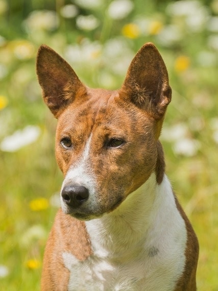 What are pricked ears on a dog?