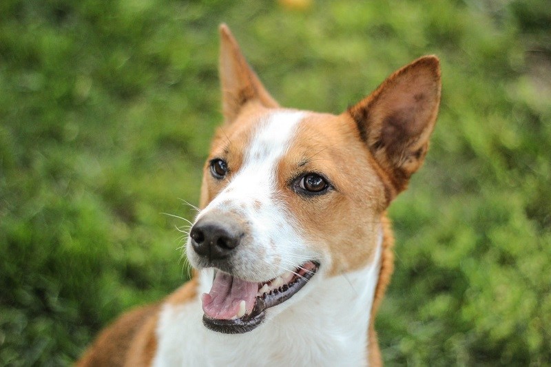 can a basenji and a labrador retriever be friends