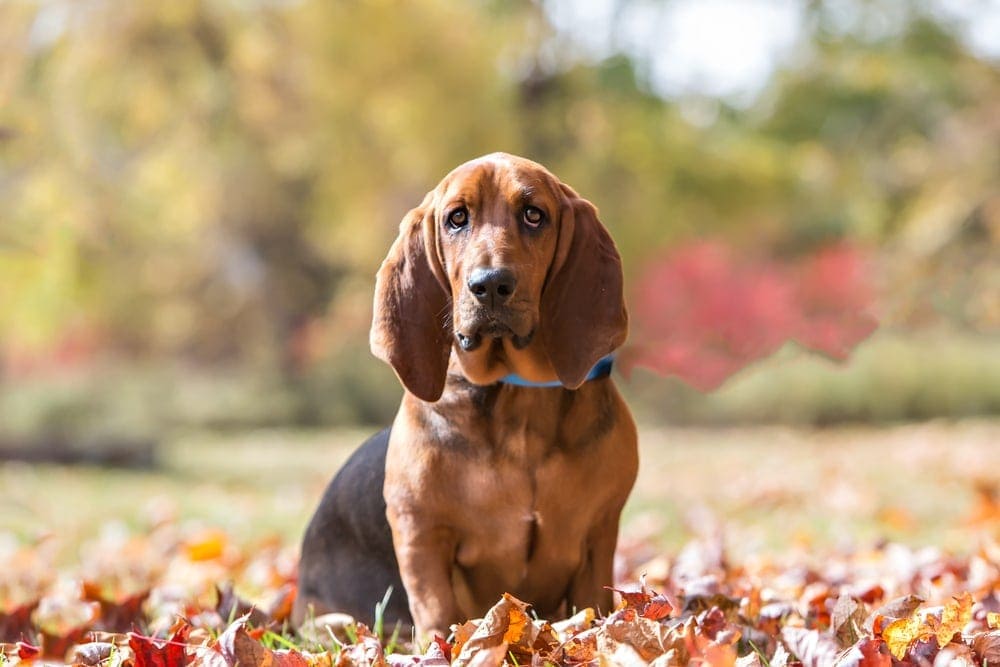 Basset Hound Portrait outside in the fall