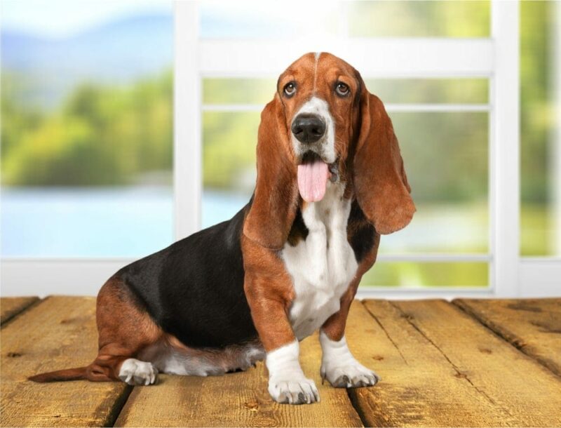 Basset Hound dog