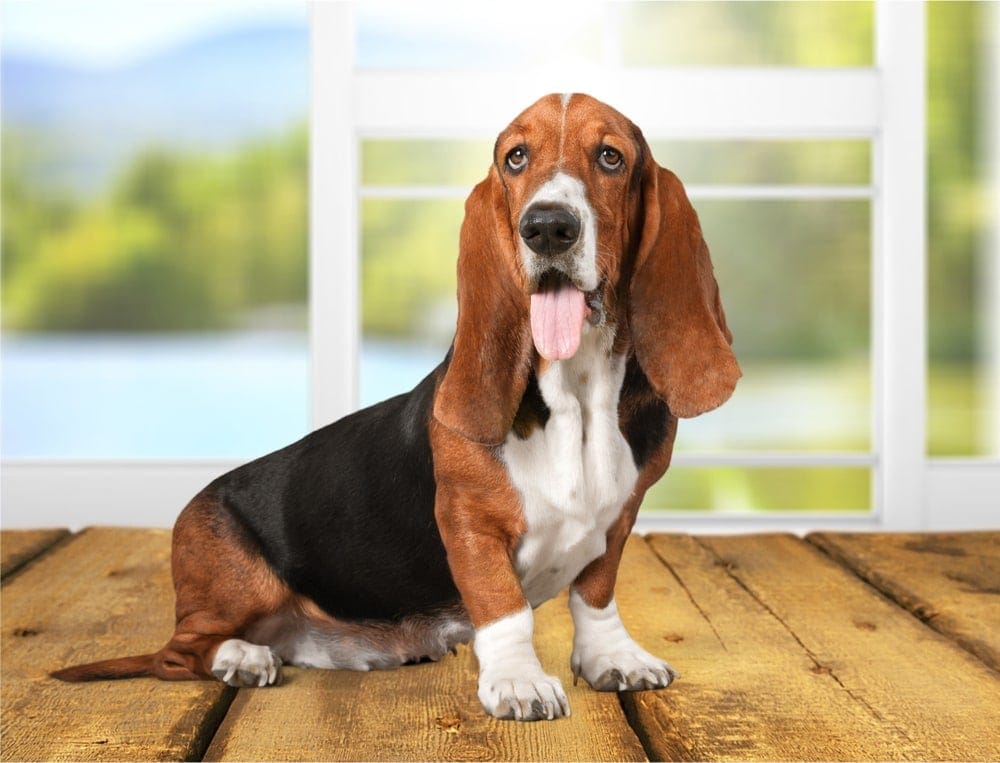 how much for basset hound puppies