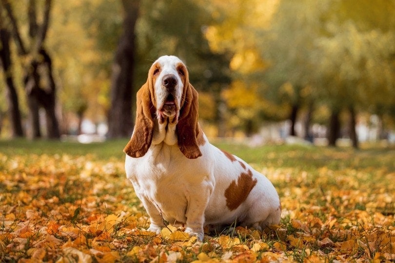 Basset Hound sitting on dry leaves