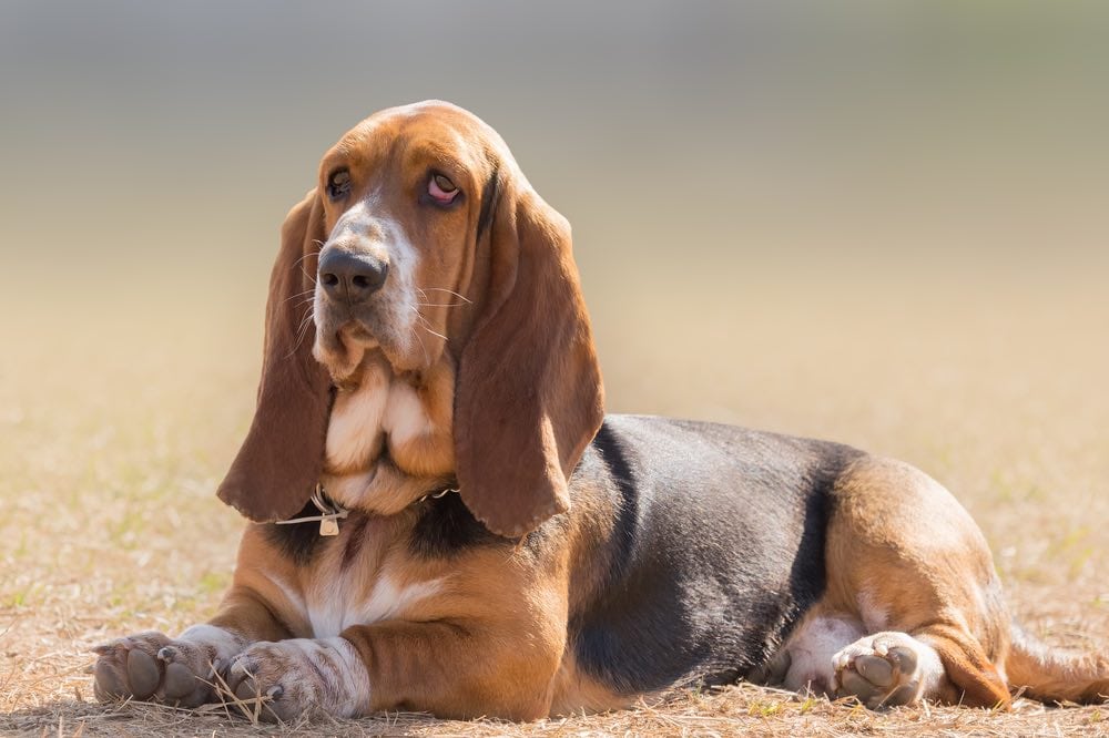 are basset hounds mean