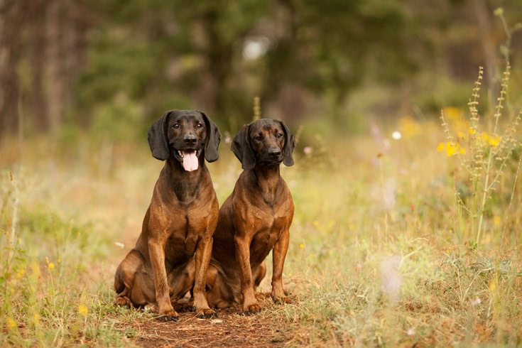 Bavarian mountain hound dogs