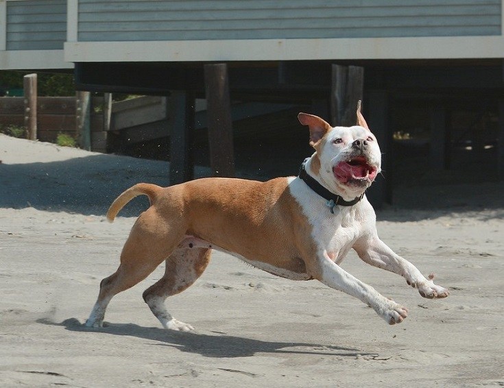 Beach dog pitbull