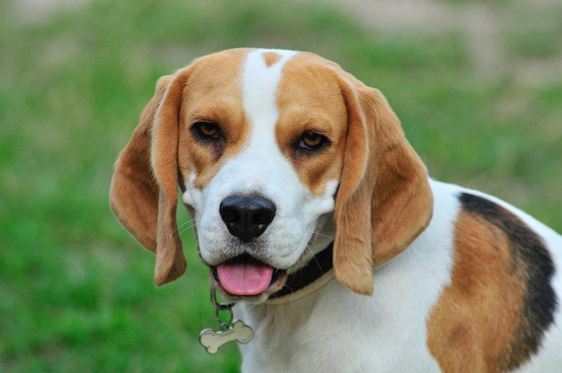 Good food for online beagles