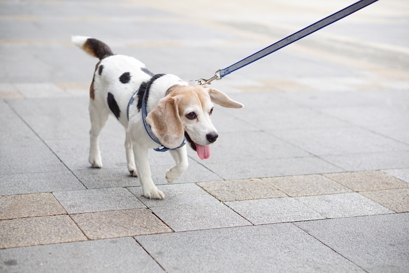 Beagle Dalmatian mixed breed puppy