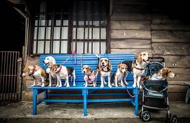 Beagle Family