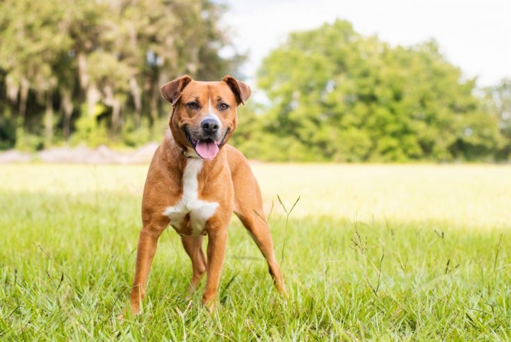 Beagle Pit mixed breed dog