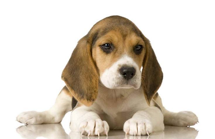 Beagle Puppy