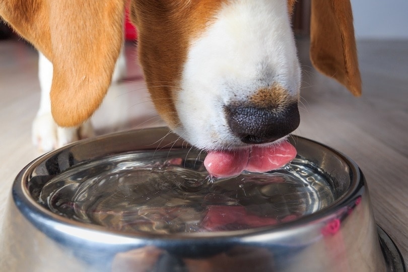 Beagle dog drinking clear water ALEX UGALEK Shutterstock