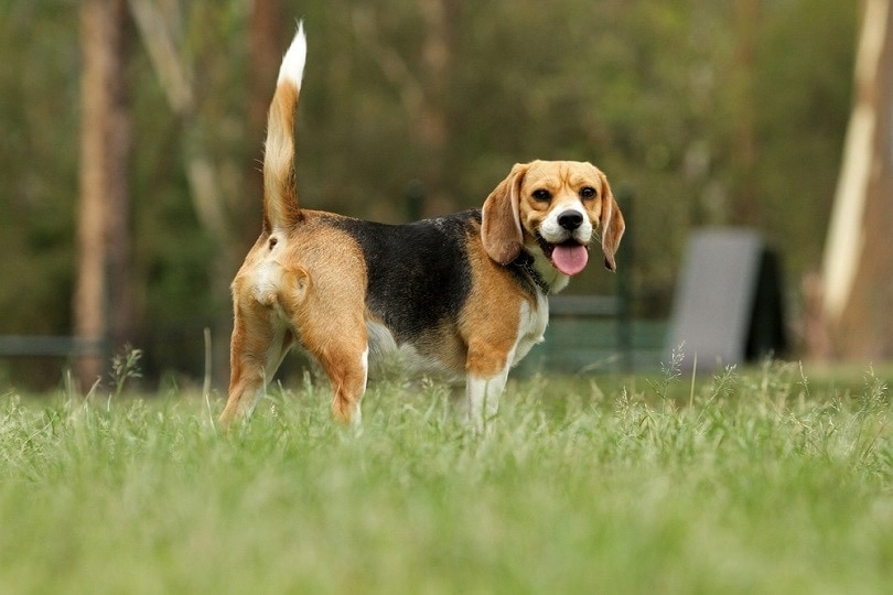 Beagle dog