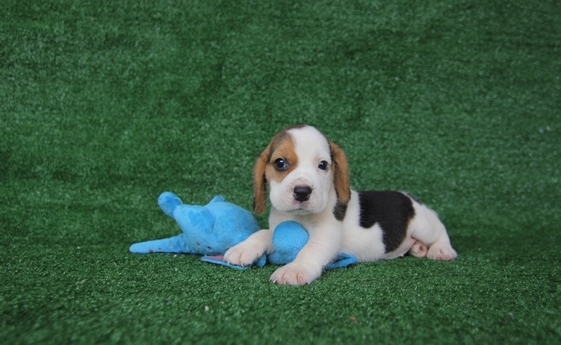 Beagle puppy 2 months old _Tony Kan_shutterstock