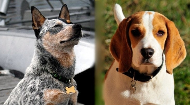Beagler Mix