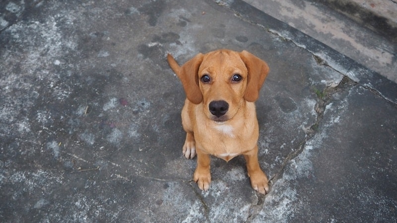 Beago mixed breed dog