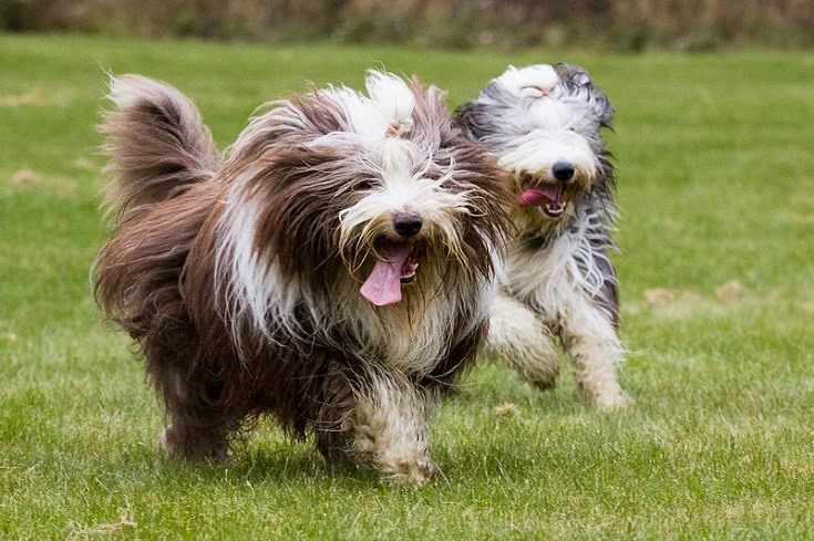 Bearded Collies