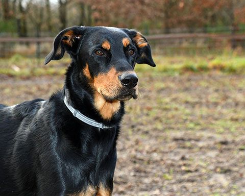 13 Black & Brown Dog Breeds (With Pictures) | Hepper
