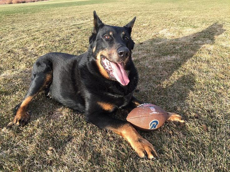 Beauceron
