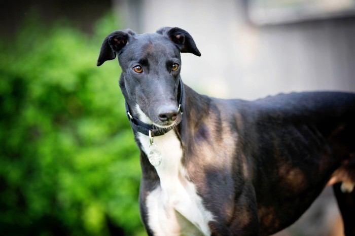 Greyhound Mixed (with Pictures) | Hepper