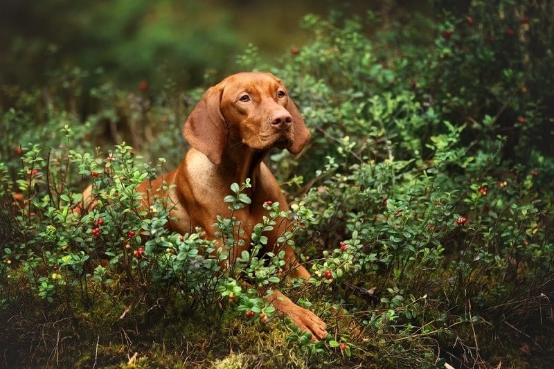 Beautiful Vizsla lab mix