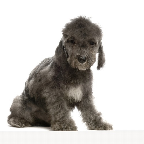 Bedlington terrier puppies sales cost
