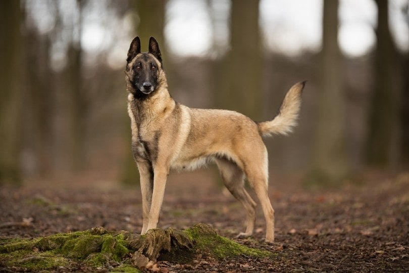 Belgian Malinois in the forest