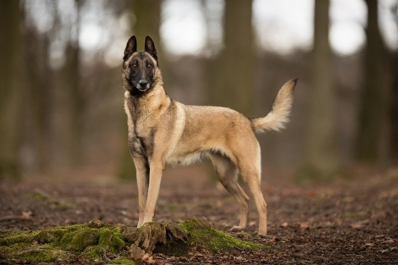 The Belgian Malinois: origin, temperament, health and price