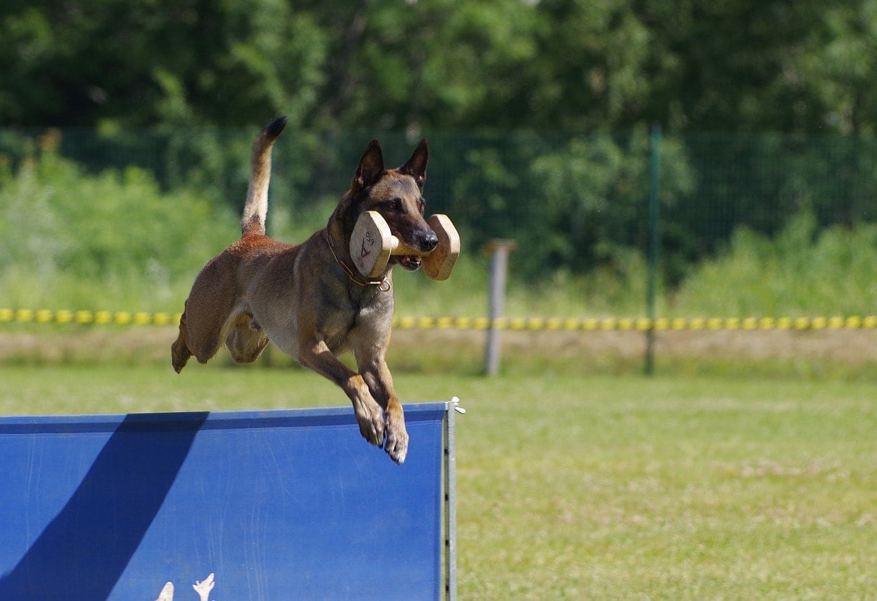 Belgian Malinois jumps with dumbbell