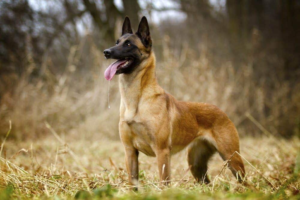 whats the dog that looks like a german shepherd