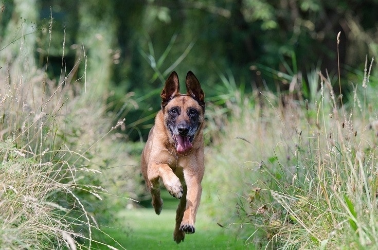 Belgian Malinois running