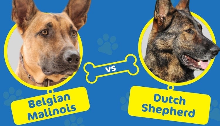 Belgian Malinois vs Dutch Shepherd