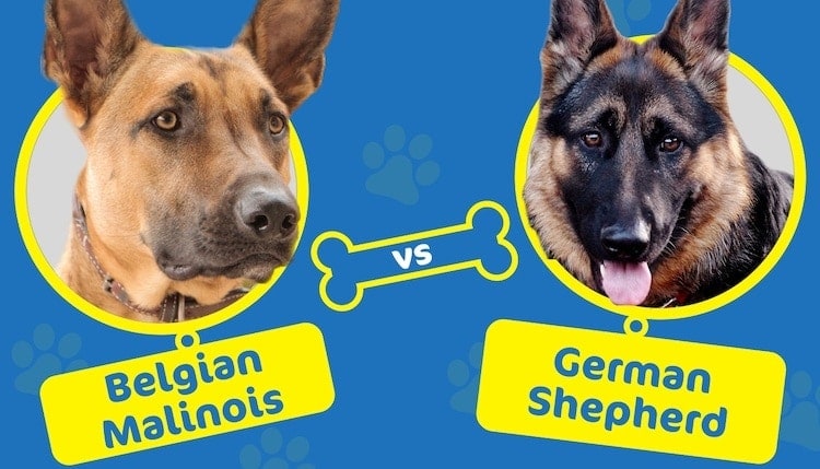 belgian malinois vs german shepherd