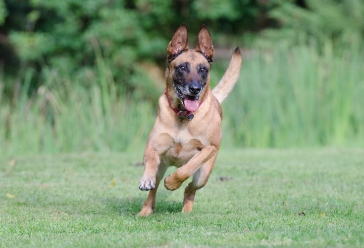 Belgian Malinois