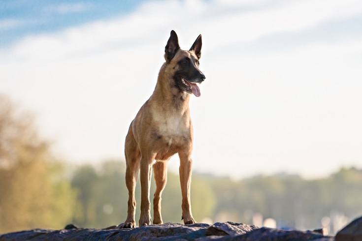 Belgian Malinois