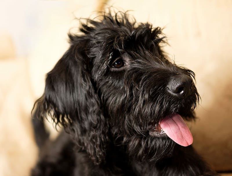 Belgian Shepadoodle