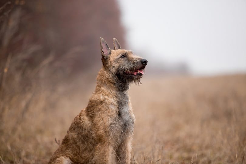 Belgian Laekenois in field