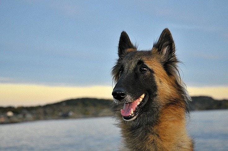 Belgian Tervuren dog