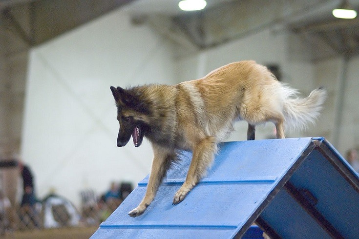 Belgian Tervuren training