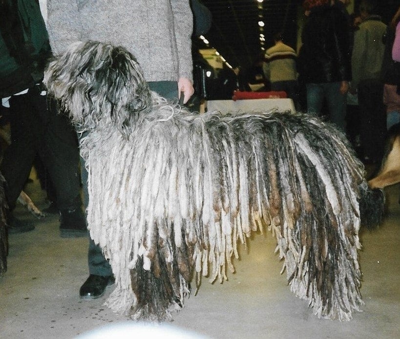 Bergamasco Shepherd