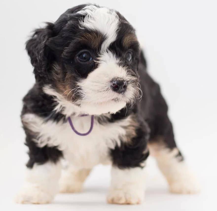 Bernedoodle puppy