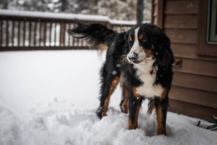 Bernese Mountain Dog