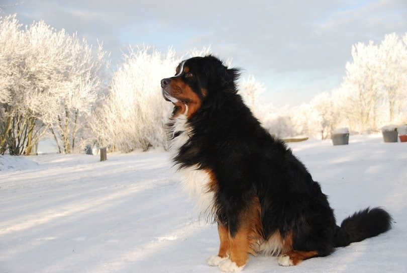 Bernese Mountain Dog in the snow