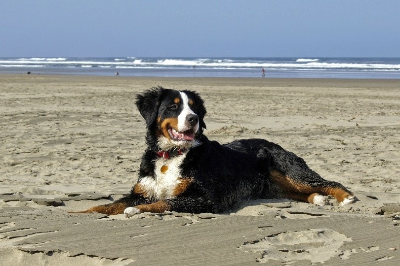 Bernese Mountain Dog lying on sand