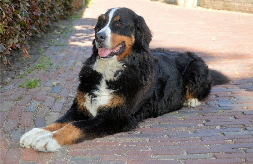 Bernese Mountain Dog lying on the ground